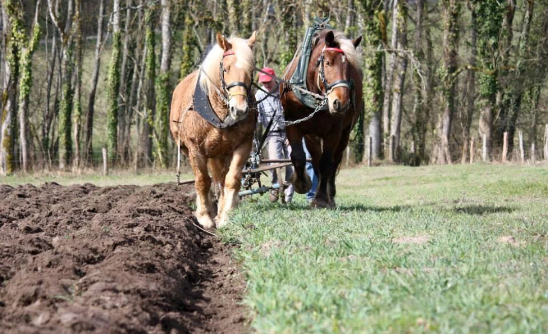 ecurie-du-pramier-visuel-materiel-ancien-et-demonstrations-agricoles